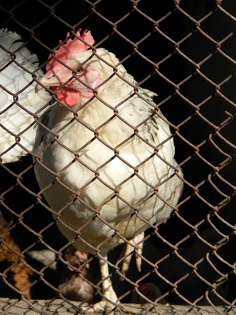 基层青训资 基层青训资